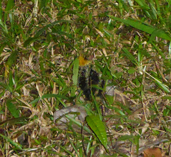 Hemicentetes semispinosus