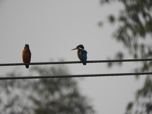 Common Kingfisher