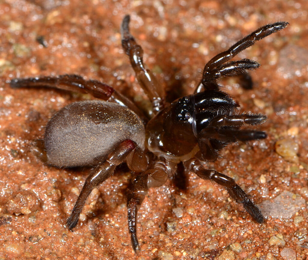 Stasimopus maraisi