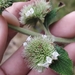 Hyptis brachiata - Photo (c) Daniel Felipe Martínez Suárez, μερικά δικαιώματα διατηρούνται (CC BY-NC), uploaded by Daniel Felipe Martínez Suárez