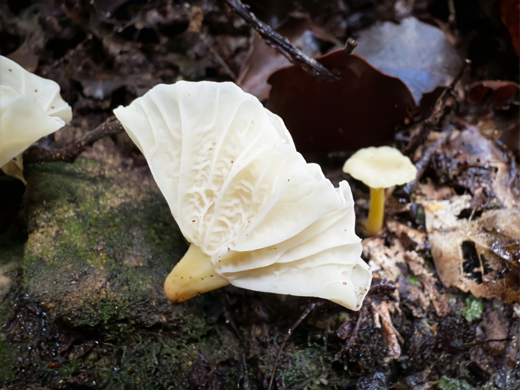 Cantharellus wellingtonensis · August 2025 · photo: © jeremy_rolfe (iNaturalist, cc-by)