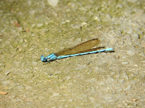 Cerulean Dancer