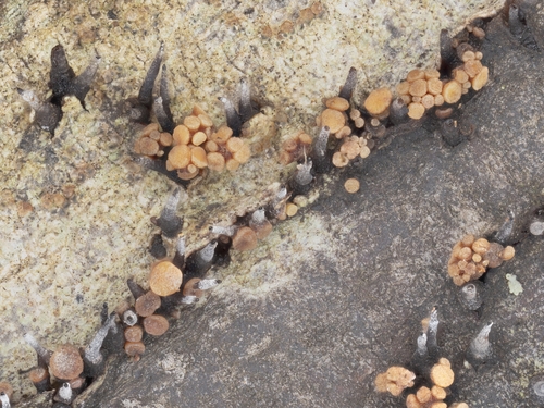 Pezicula sp.
