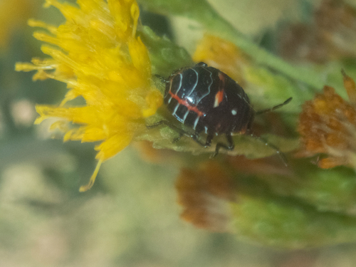 iNaturalist observation photo of Harlequin Bug