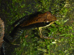 Mantella ebenaui