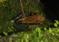 Mantella ebenaui