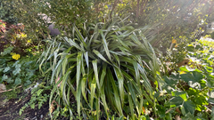 Astelia chathamica, photograph (c) Tim Park, some rights reserved (CC BY)