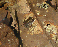 Mantidactylus betsileanus