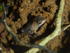 Gephyromantis luteus