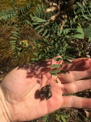 Astragalus neglectus