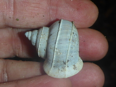 Tropidophora bicarinata