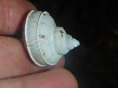 Tropidophora bicarinata