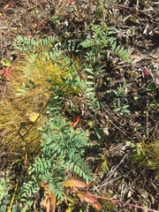 Astragalus neglectus