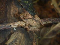 Gephyromantis luteus