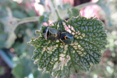 Cosmopepla decorata