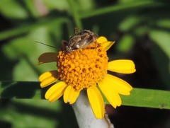 Polymerus