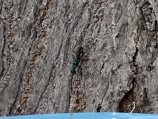 Emerald Cockroach Wasp