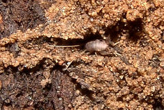 Myrmecophilidae