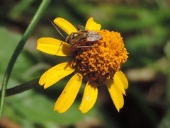 Polymerus