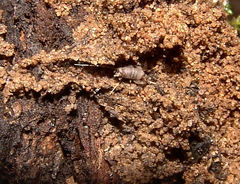 Myrmecophilidae