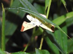 Corymica arnearia