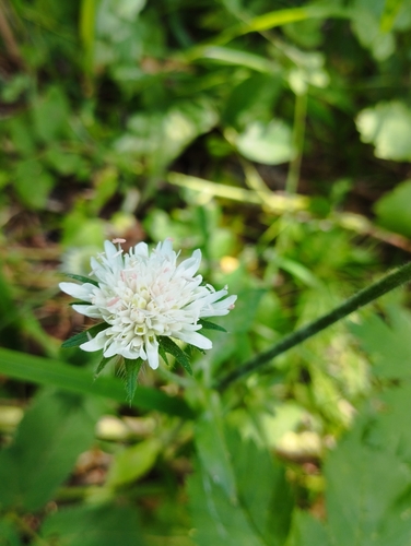 Knautia tatarica (Knautia tatarica)