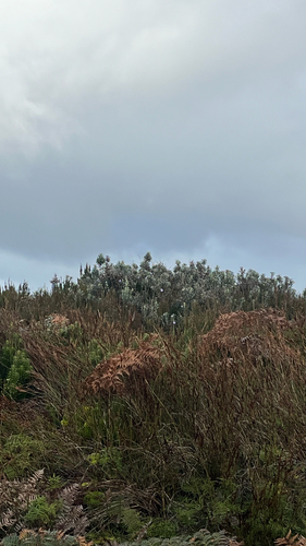 Macrolearia semidentata, photograph 4