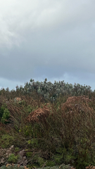 Macrolearia semidentata, photograph Tim Park, CC BY, iNaturalist via GBIF