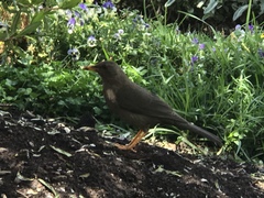 Turdus chiguanco