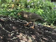 Turdus chiguanco