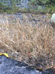 Sporobolus neglectus