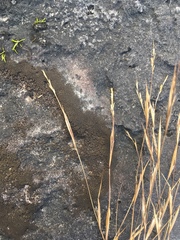 Sporobolus neglectus