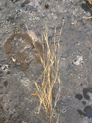 Sporobolus neglectus