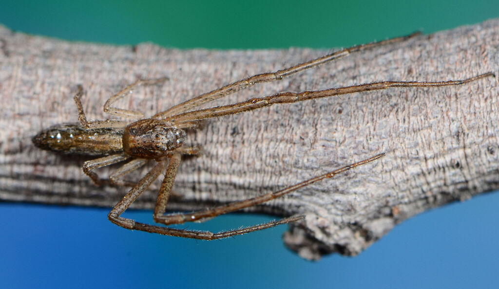 Guinea Tmarus Crab Spider