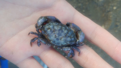 Leptodius affinis