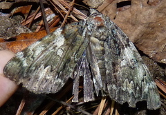 Catocala lacrymosa