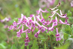 Corydalis decumbens