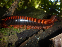 Aphistogoniulus erythrocephalus