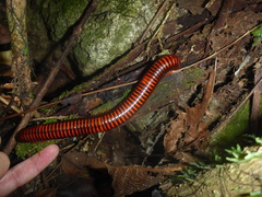 Aphistogoniulus erythrocephalus