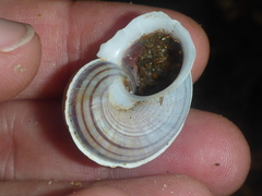 Tropidophora bicarinata