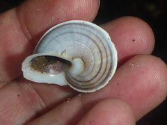 Tropidophora bicarinata