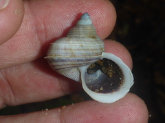 Tropidophora bicarinata