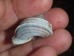 Tropidophora bicarinata