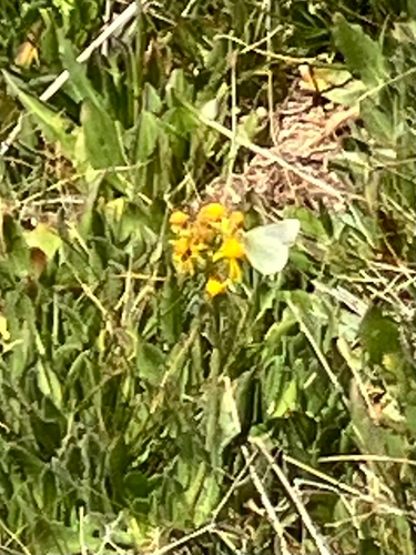 Sierra Sulphur photo 4