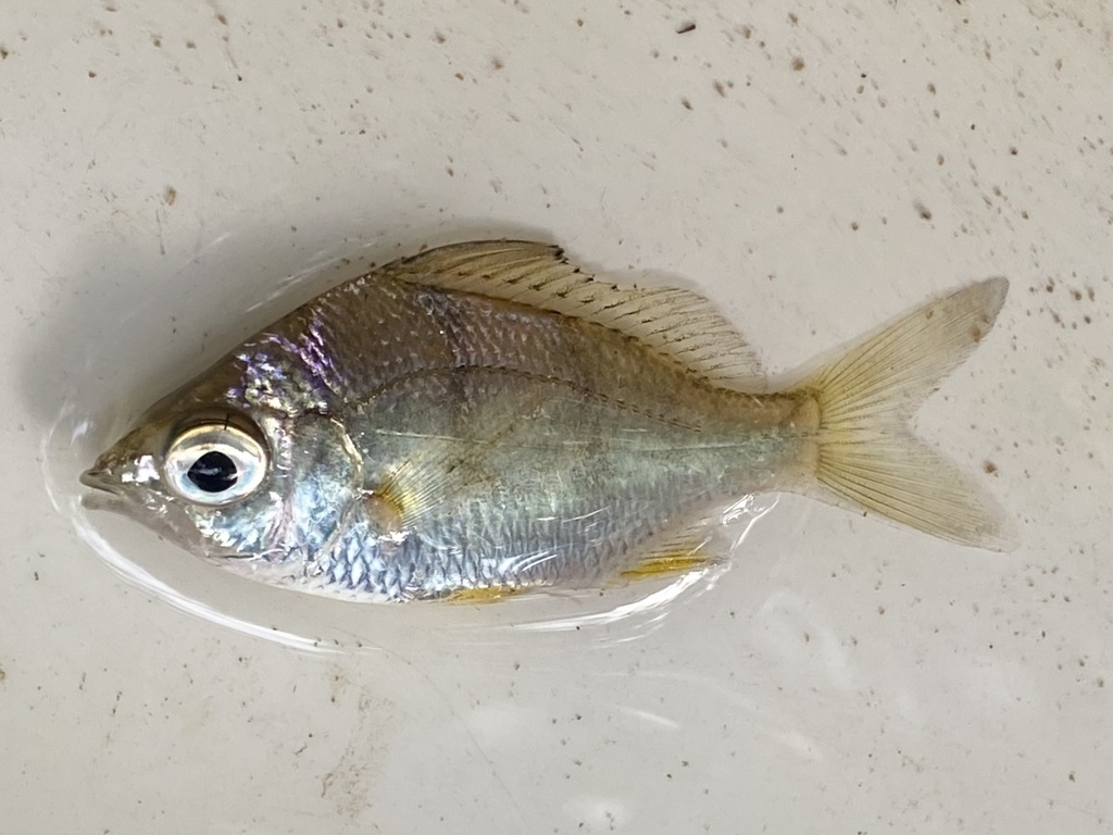 Saddleback silver-biddy (Gerres limbatus) — Gerreidae