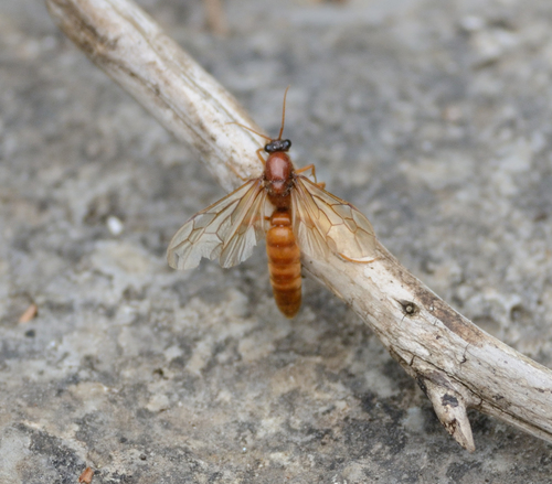 Labidus coecus photo 5