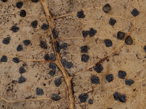 Rhytismataceae sp. 'NC01'