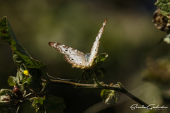 Anartia jatrophae
