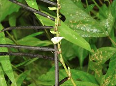 Neustanthus phaseoloides