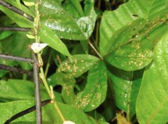 Neustanthus phaseoloides